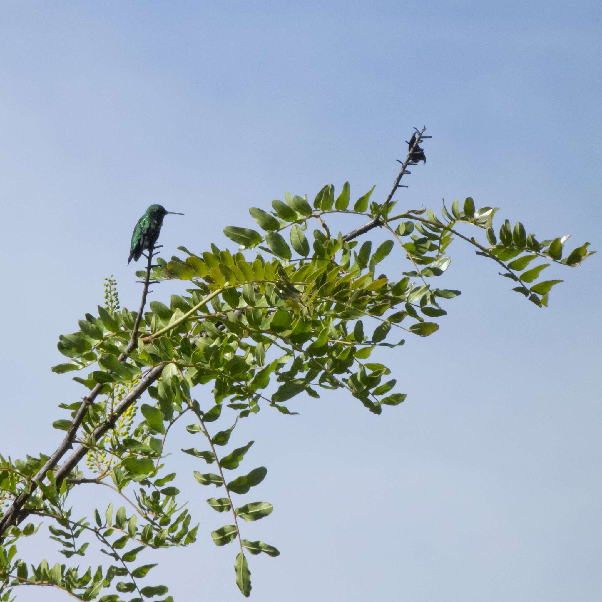 Image of Short-tailed Emerald