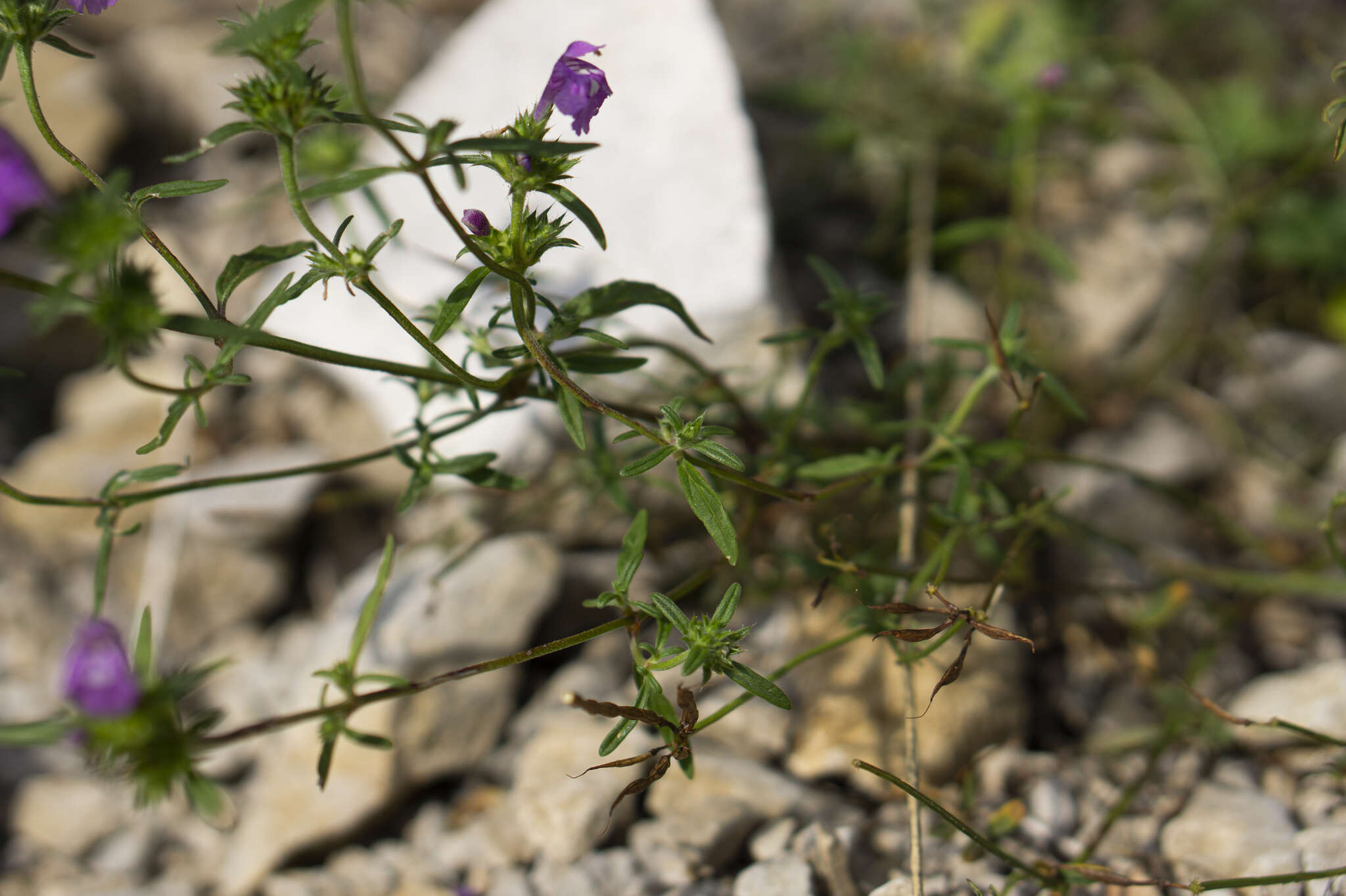 Imagem de Galeopsis angustifolia Ehrh. ex Hoffm.