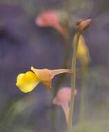 Image of Bifid Bladderwort