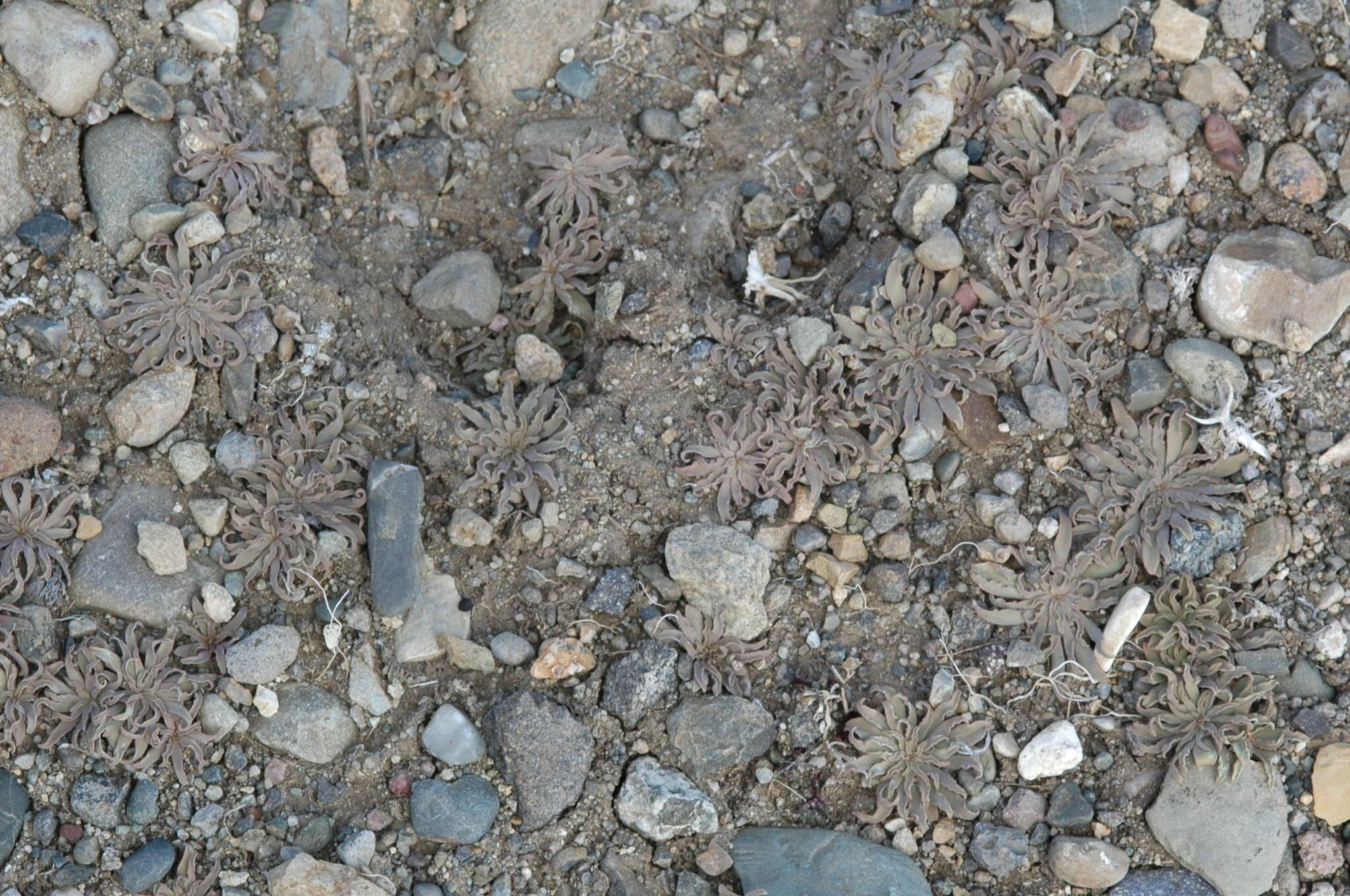 Image of Alstroemeria patagonica Phil.