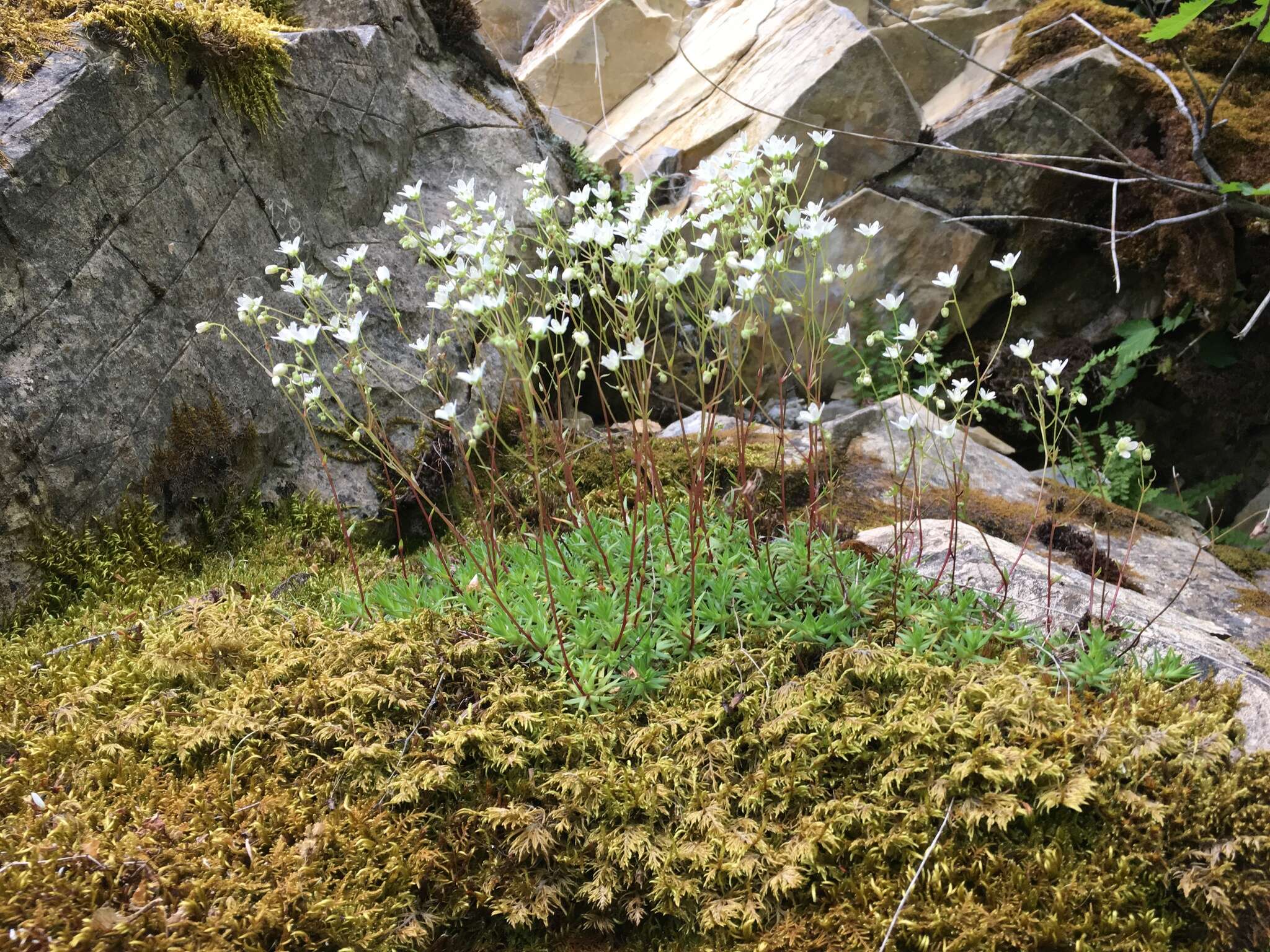 Image of yellowdot saxifrage