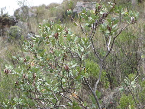 Imagem de Oreocallis grandiflora (Lam.) R. Br.