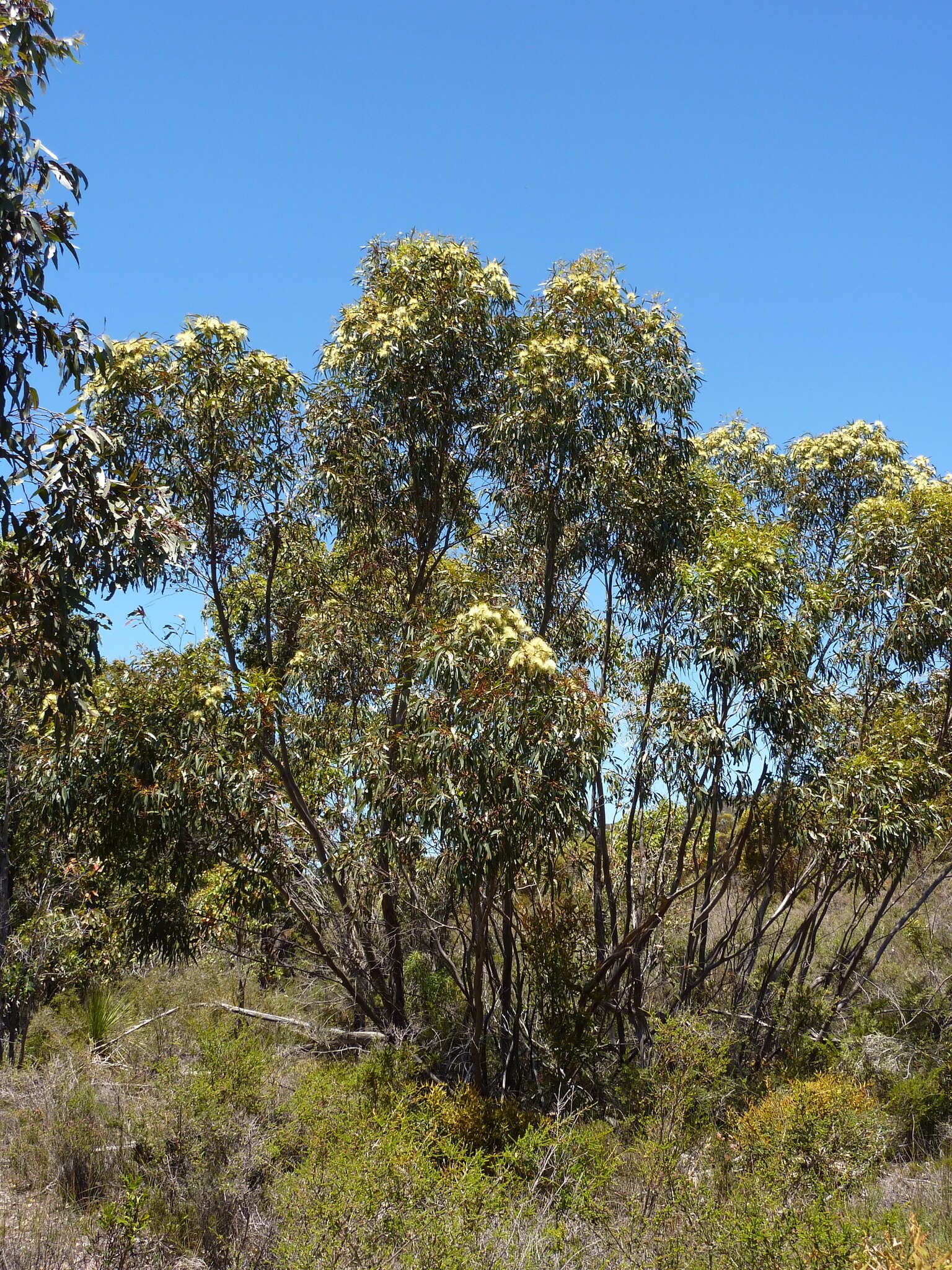 Image of long-flower marlock