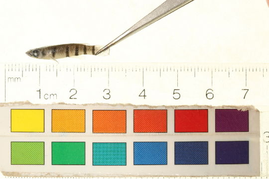 539.dsmis img 3988 1257427494 jpg.580x360