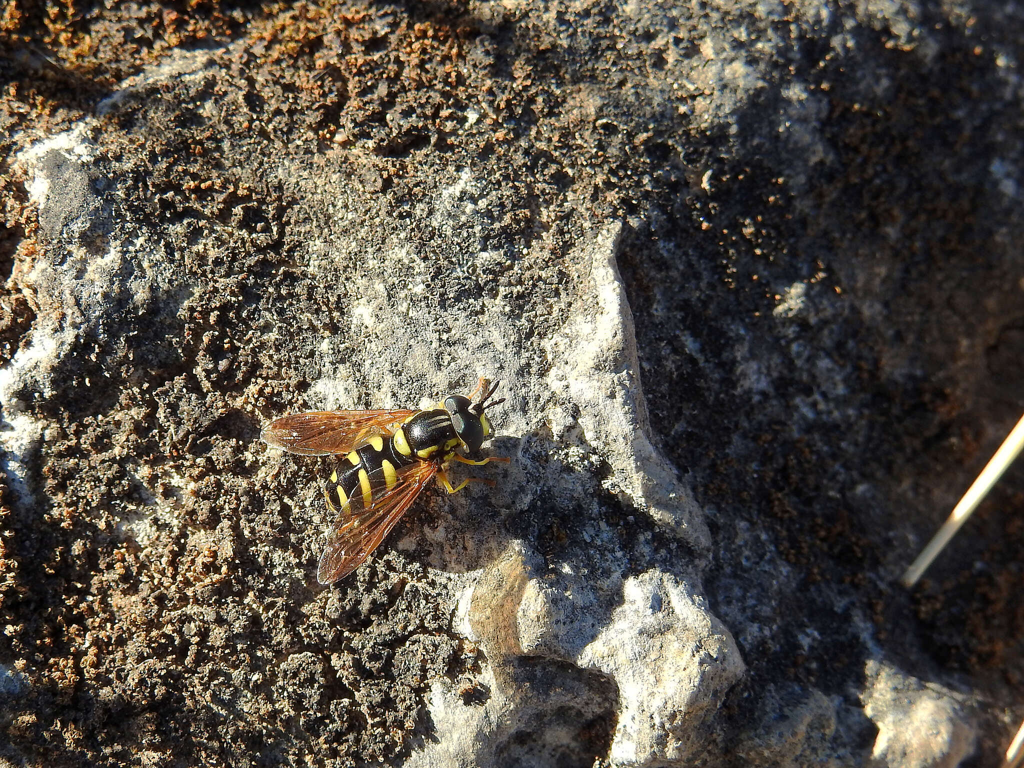 Image de Chrysotoxum intermedium Meigen 1822