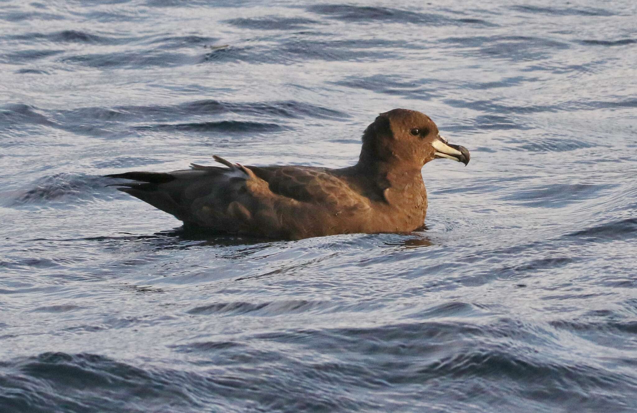 Image of Westland Black Petrel