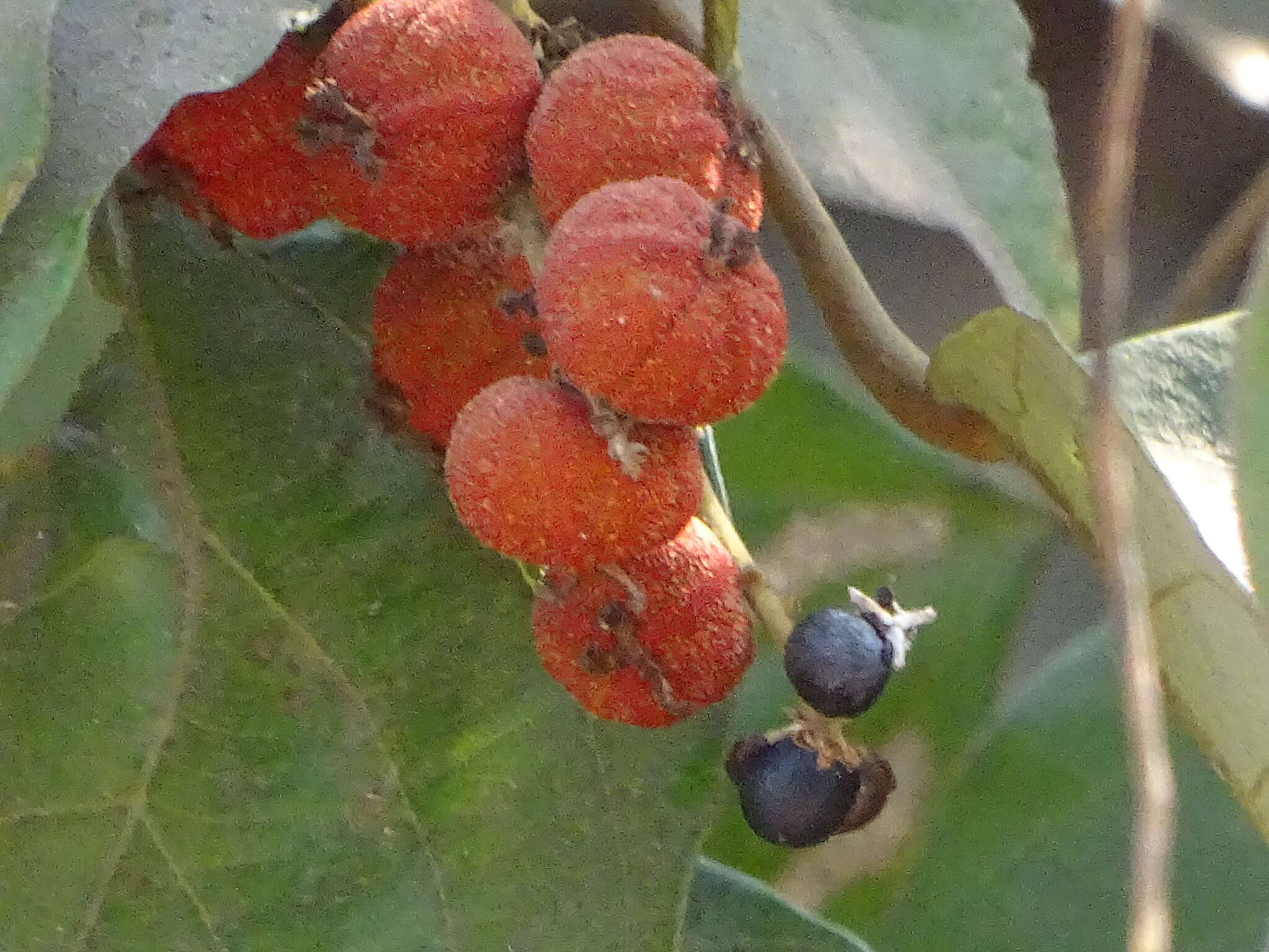 Image of kamala tree