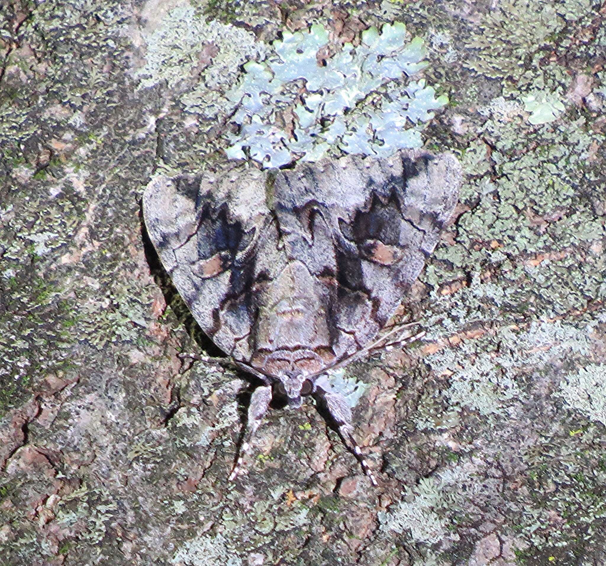 Image of <i>Catocala flebilis</i>