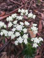 Imagem de Poranthera ericifolia Rudge