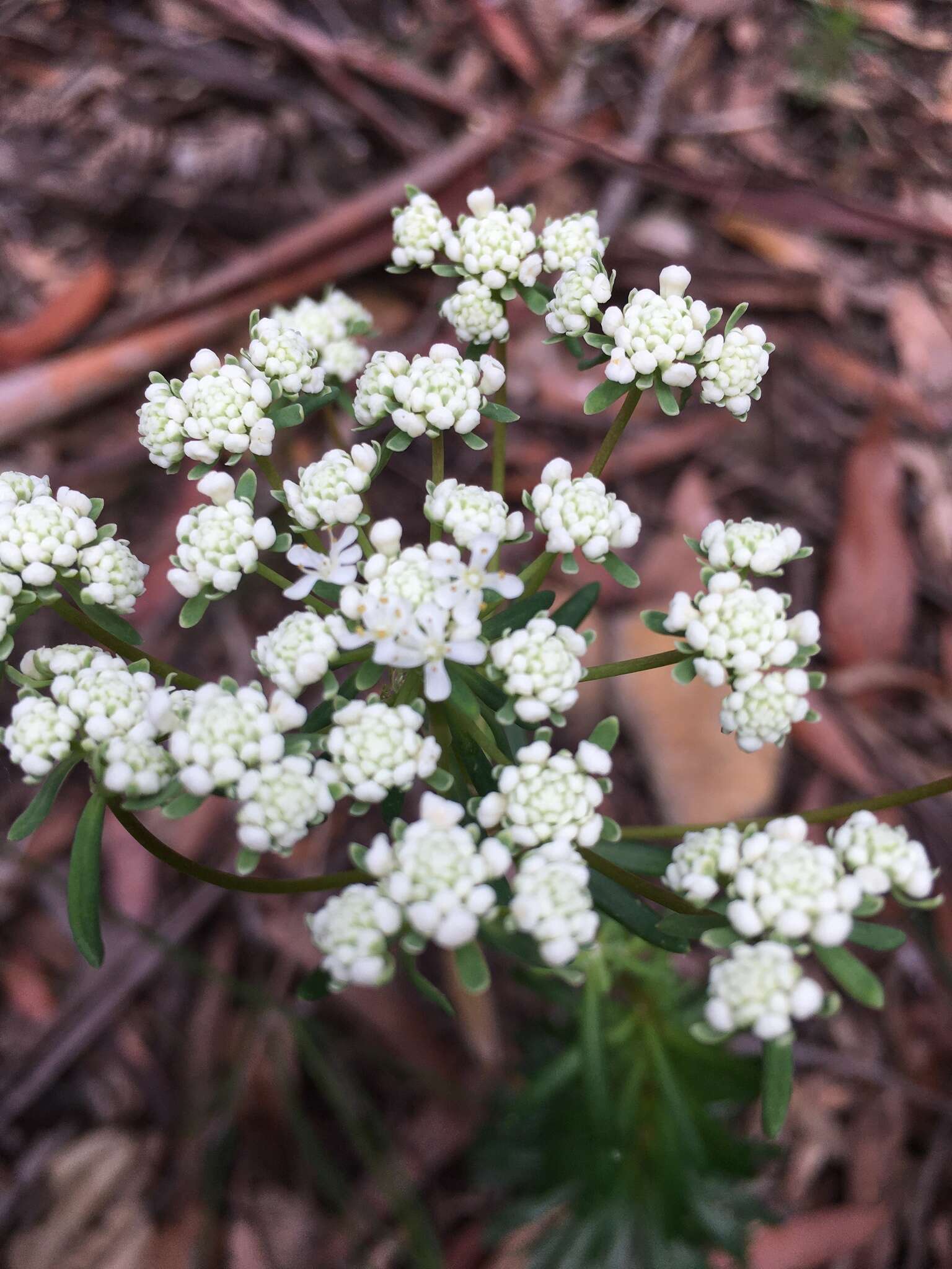 Imagem de Poranthera ericifolia Rudge