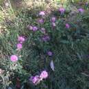 Imagem de Cirsium oligophyllum (Franch. & Sav.) Matsum.