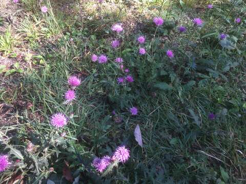 Imagem de Cirsium oligophyllum (Franch. & Sav.) Matsum.