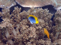 Image of Spot-tail Butterfly Fish