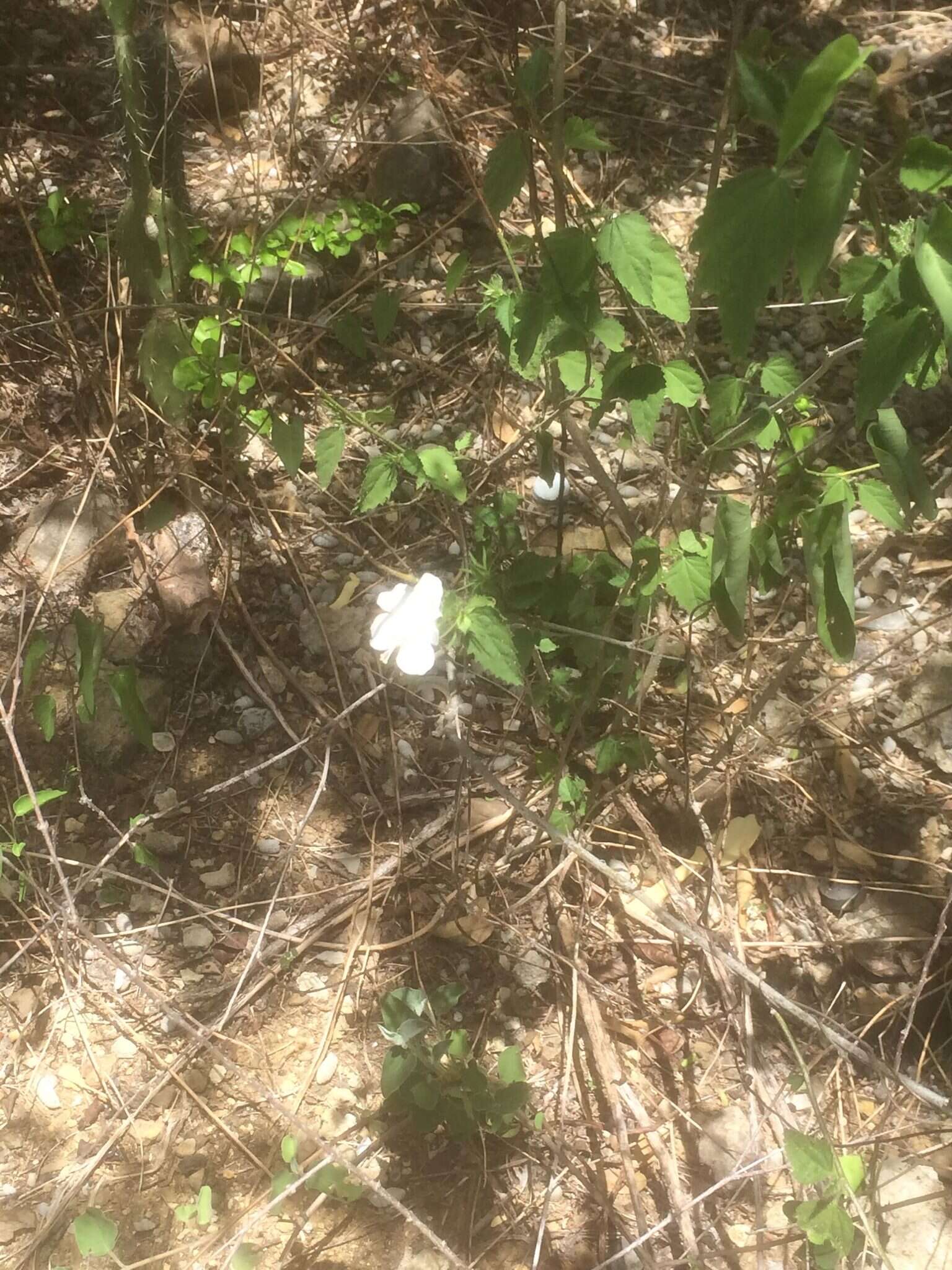 Image of Brazilian rosemallow