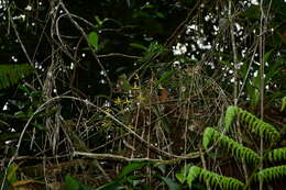 Image of Maxillaria weberbaueri Schltr.