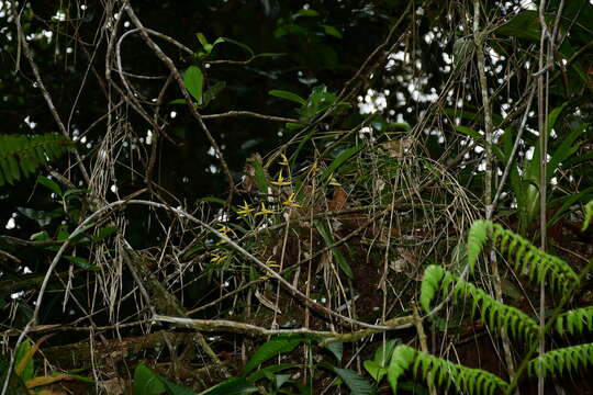 Image of Maxillaria weberbaueri Schltr.