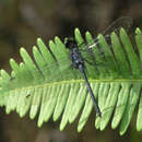 Imagem de Chalybeothemis fluviatilis Lieftinck 1933