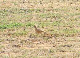 Image of Sykes's Lark