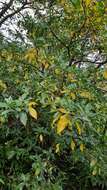 Image of Cape jasmine