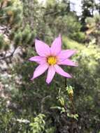 Image of Dahlia tubulata P. D. Sorensen