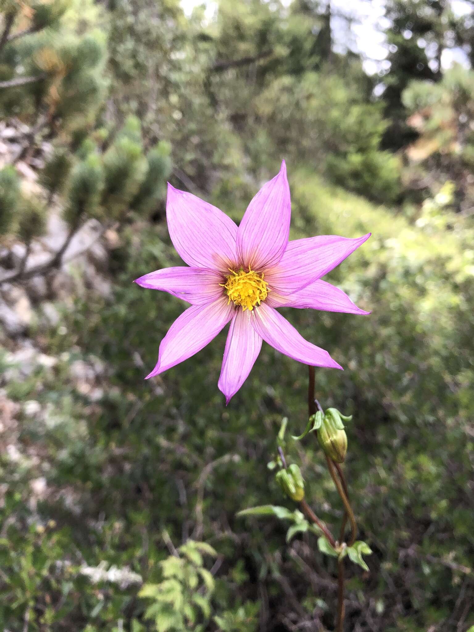 Image of Dahlia tubulata P. D. Sorensen