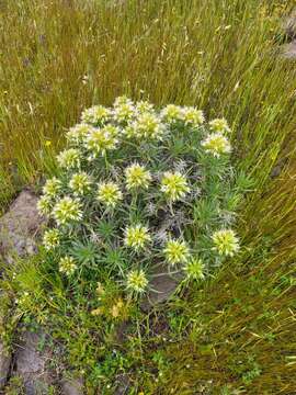 Plancia ëd Echium aculeatum Poir.