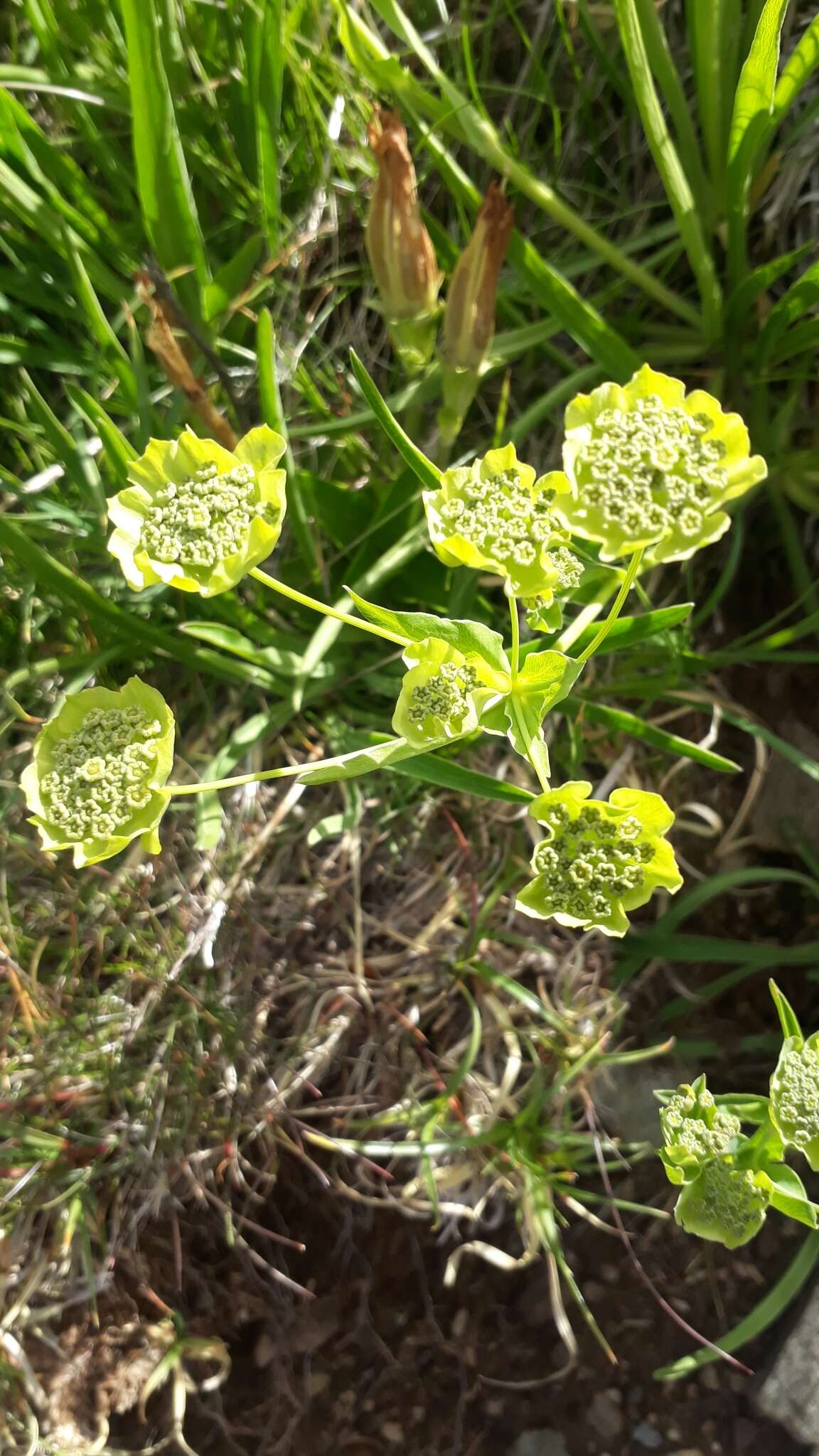 Sivun Bupleurum stellatum L. kuva