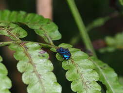 Image of <i>Clelea formosana</i>