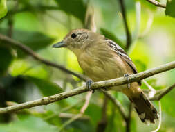 Image of Sooretama Slaty Antshrike