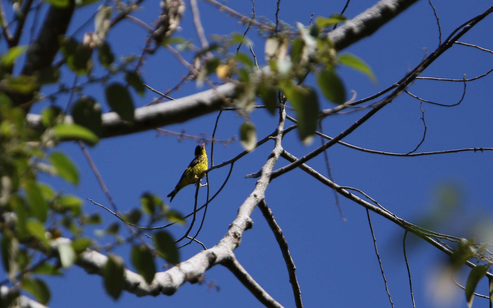 Image of Vietnamese Greenfinch