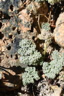 Image of pygmy mountainparsley