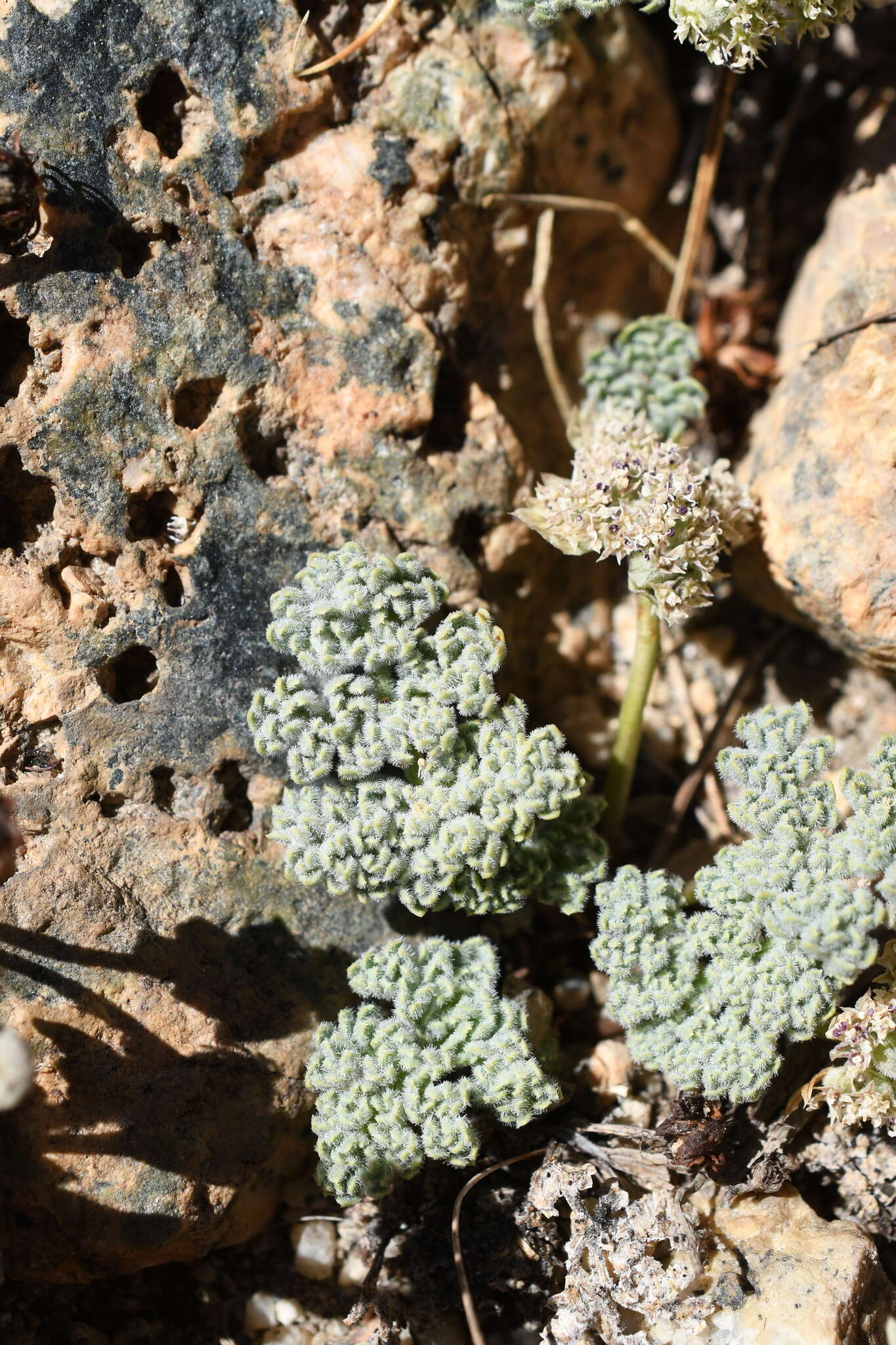 Image of pygmy mountainparsley