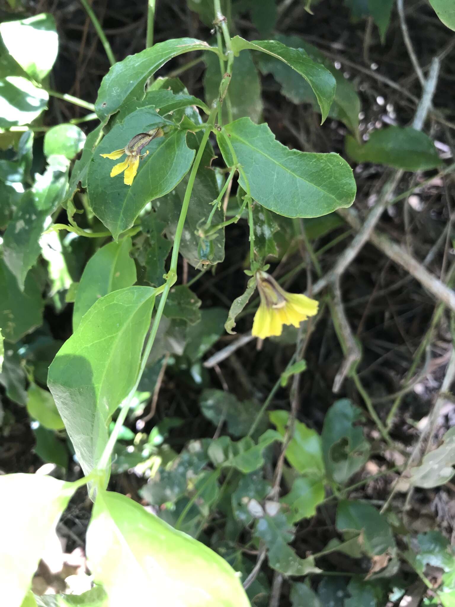 Scaevola enantophylla F. Müll. resmi