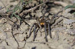 Image of Geolycosa vultuosa (C. L. Koch 1838)