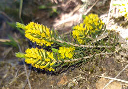 Image of Thymelaea coridifolia (Lam.) Endl.