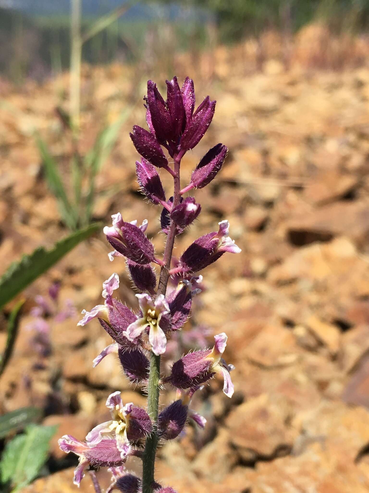 Image of Mt. Diablo jewelflower