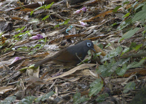 صورة Garrulax palliatus (Bonaparte 1850)