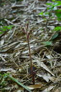 Image of Odontochilus elwesii C. B. Clarke ex Hook. fil.