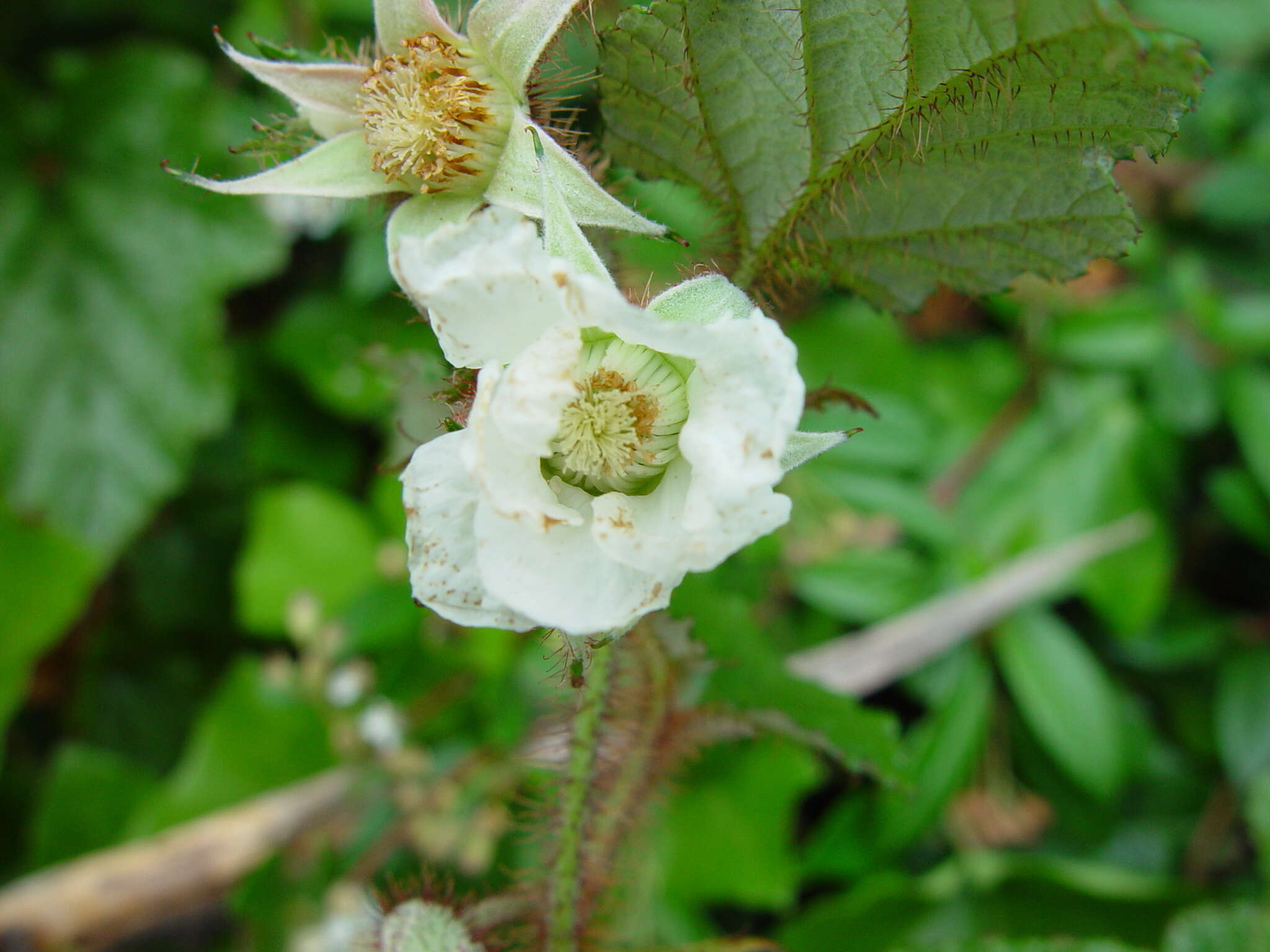 Image of Creeping Bramble