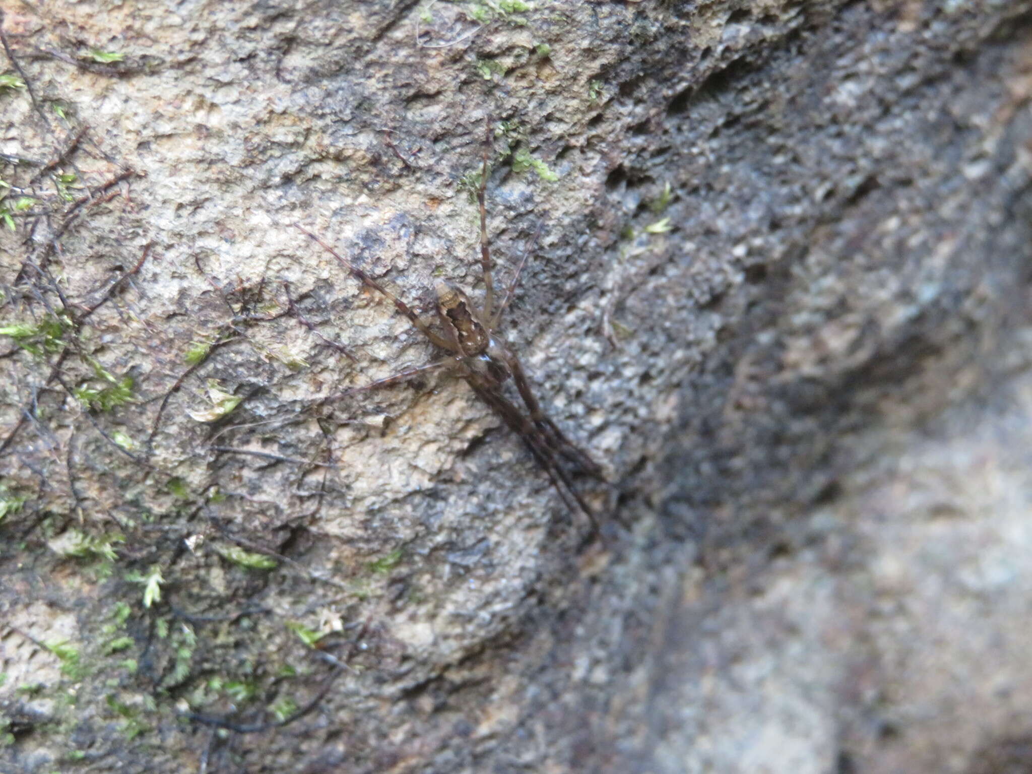 Image of Nanometa lagenifera (Urquhart 1888)