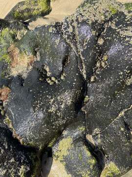 Image of striped false limpet