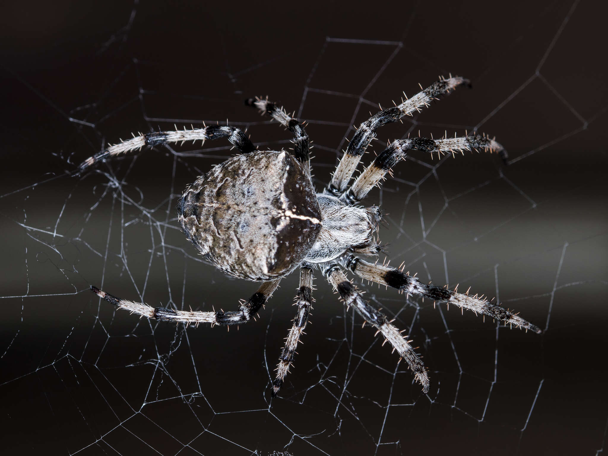 Imagem de Araneus tartaricus (Kroneberg 1875)