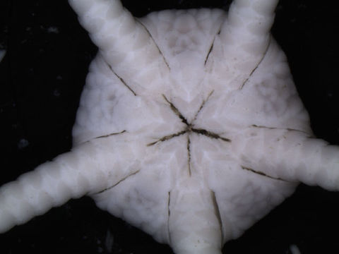 Image of <i>Ophiura</i> (<i>Ophiuroglypha</i>) <i>lymani</i> (Ljungman 1871)