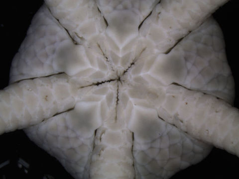 Image of <i>Ophiura</i> (<i>Ophiuroglypha</i>) <i>lymani</i> (Ljungman 1871)