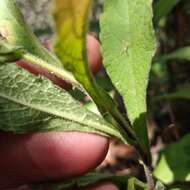 Archibaccharis auriculata (Hemsl.) G. L. Nesom resmi