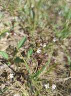 Imagem de Euphrasia wettsteinii G. L. Gusarova