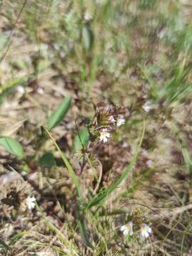 Imagem de Euphrasia wettsteinii G. L. Gusarova