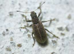 Polydrusus (Scythodrusus) piliferus Hochhuth 1847 resmi