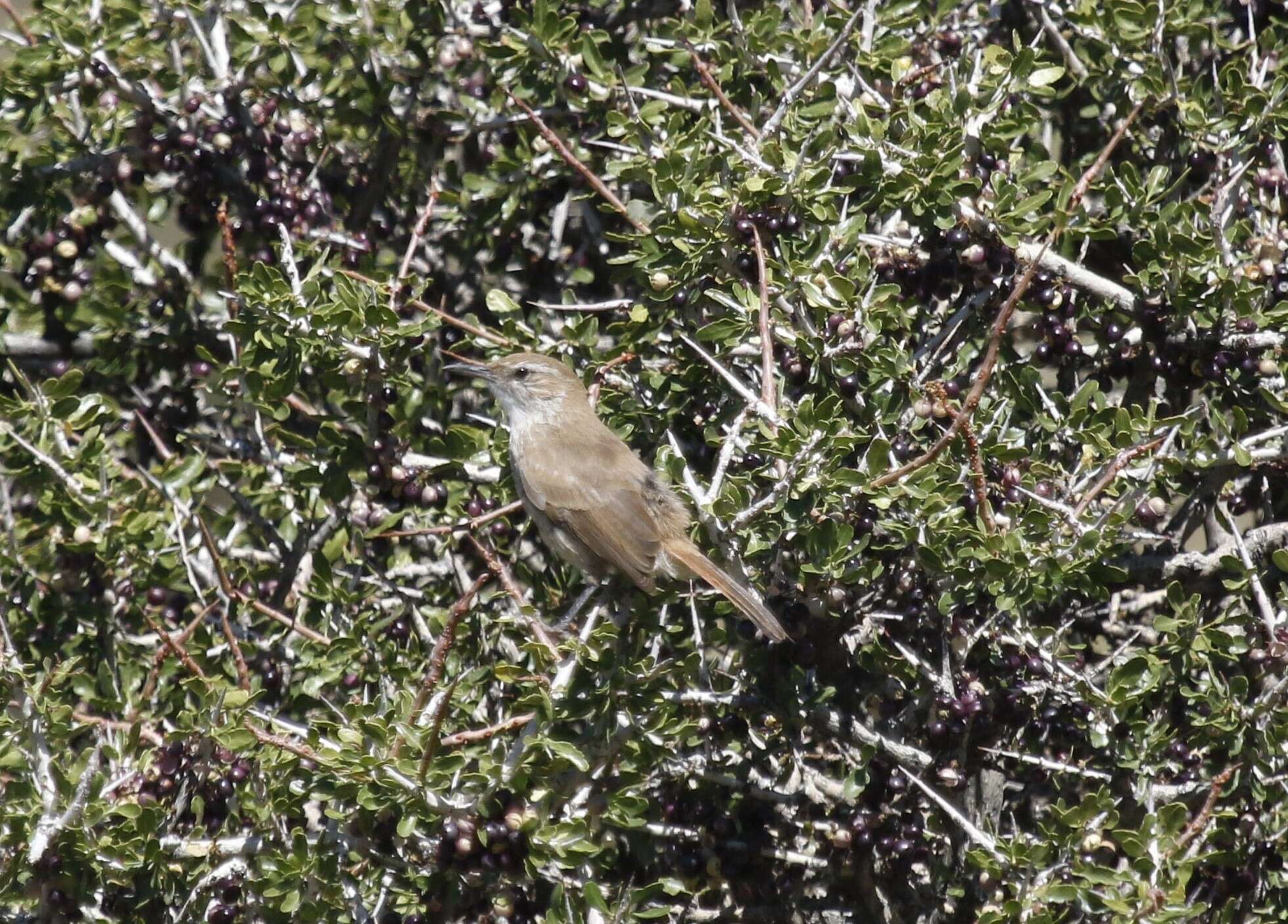 Image of Band-tailed Earthcreeper