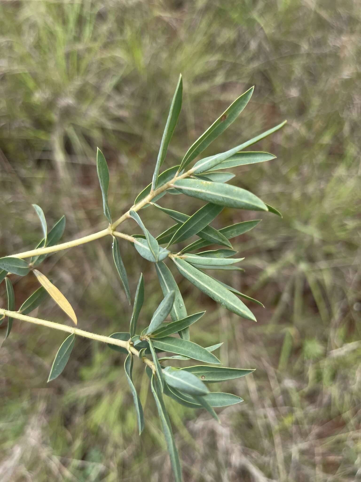 Image of Euphorbia gueinzii Boiss.